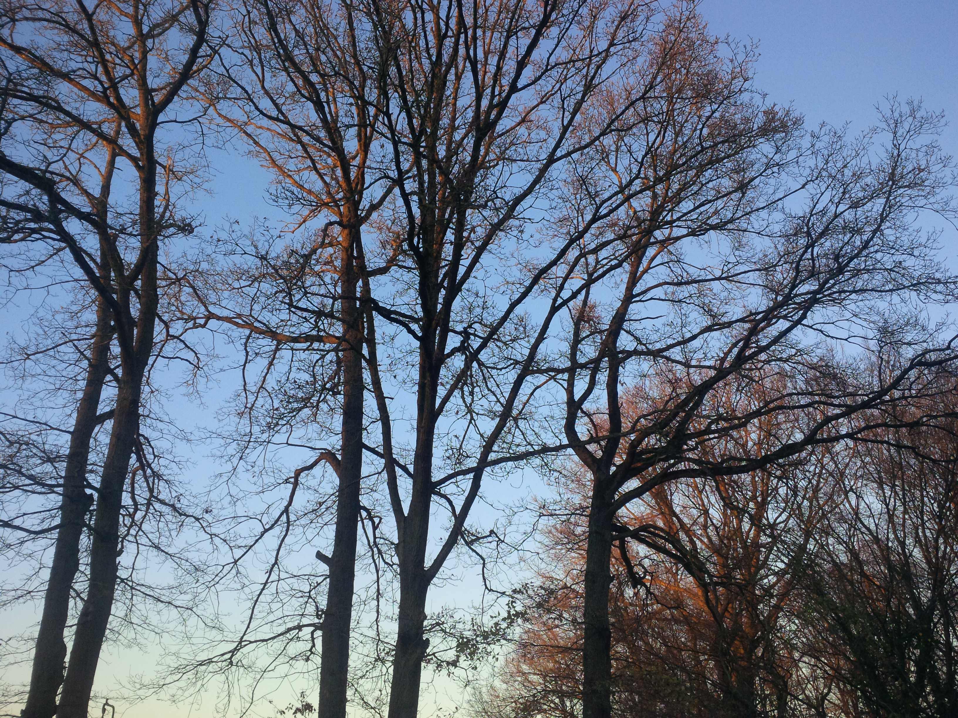 elagage abattage Boissy le Châtel 77169